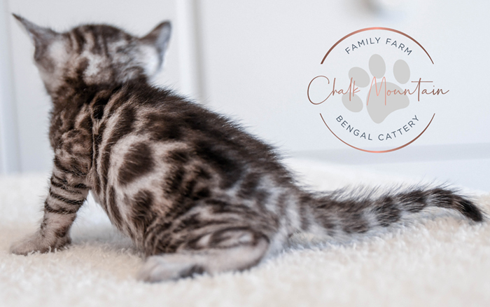 Bengal kitten for sale